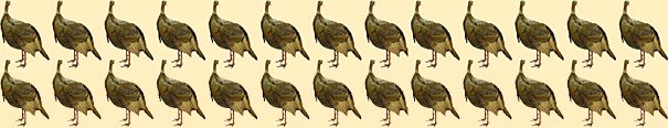 26 Turkeys!!!