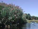 Marsh grass